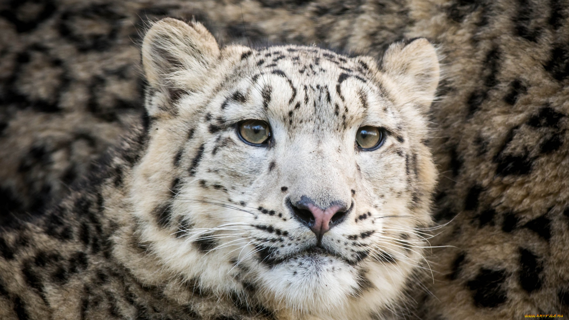 животные, снежный, барс, , ирбис, кошка, морда, подросток, мех