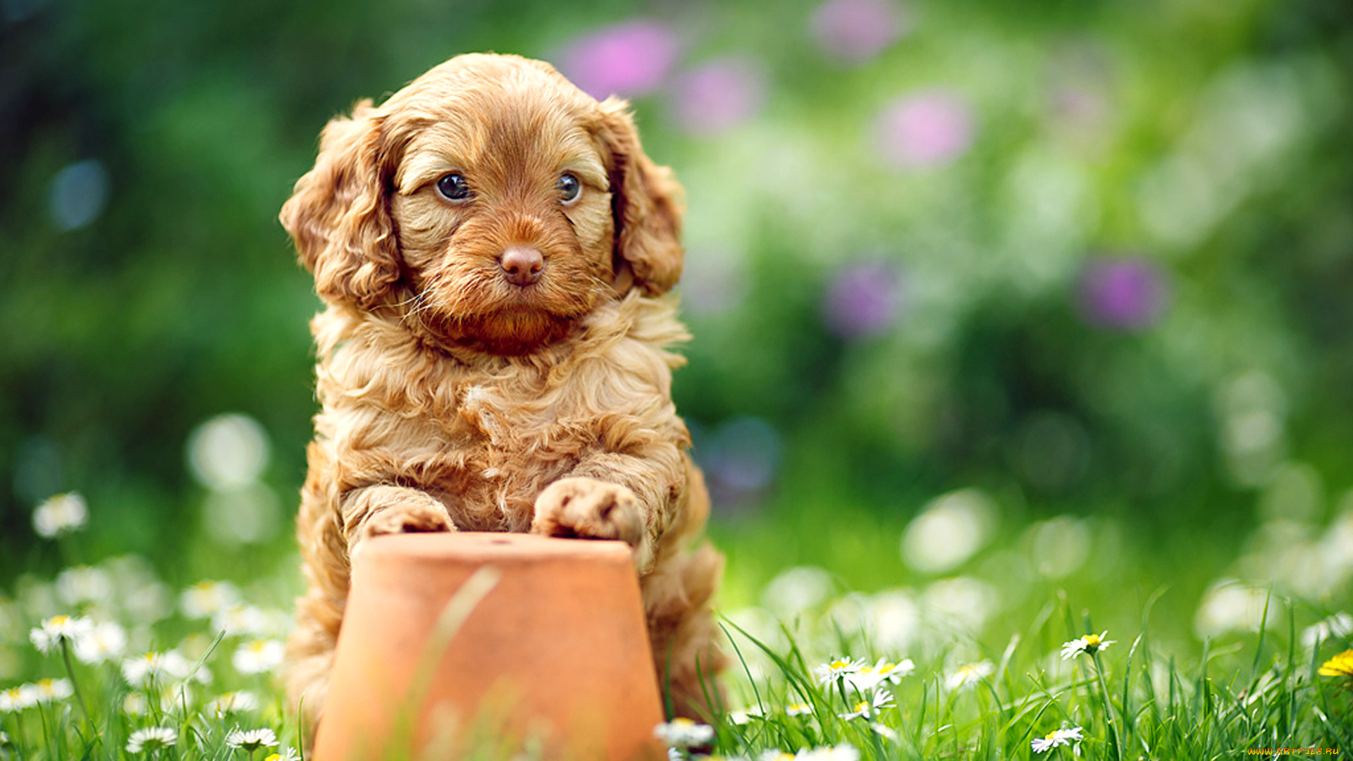 животные, собаки, щенок, собака, горшок, трава, цветы, ромашки, лето, природа