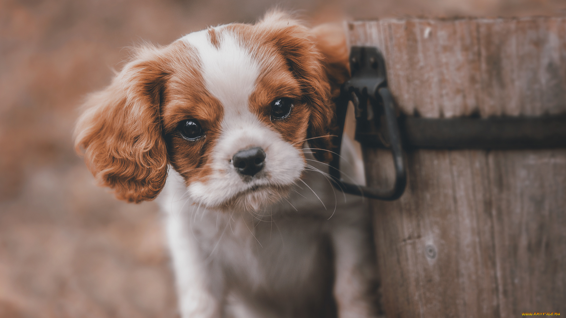 животные, собаки, щенок, взгляд, ведро