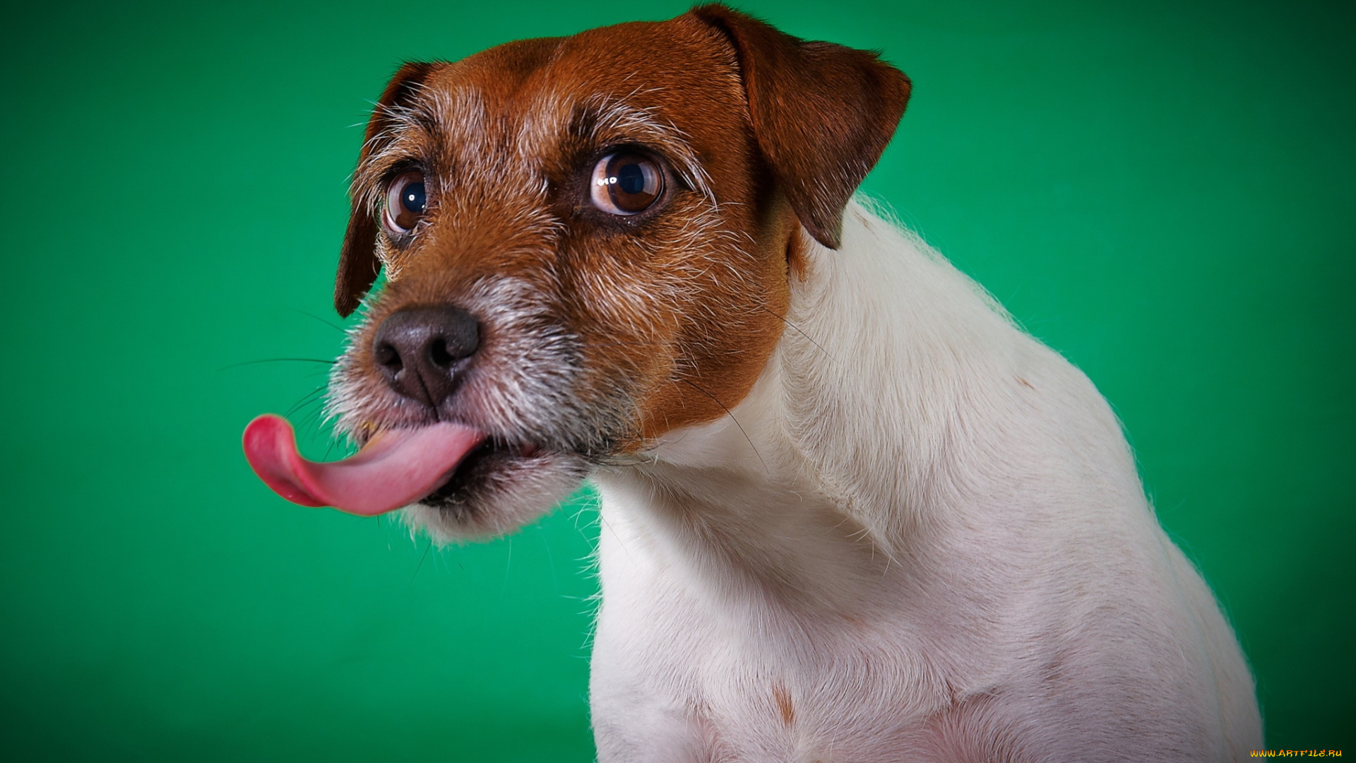 животные, собаки, язык, собака, фон