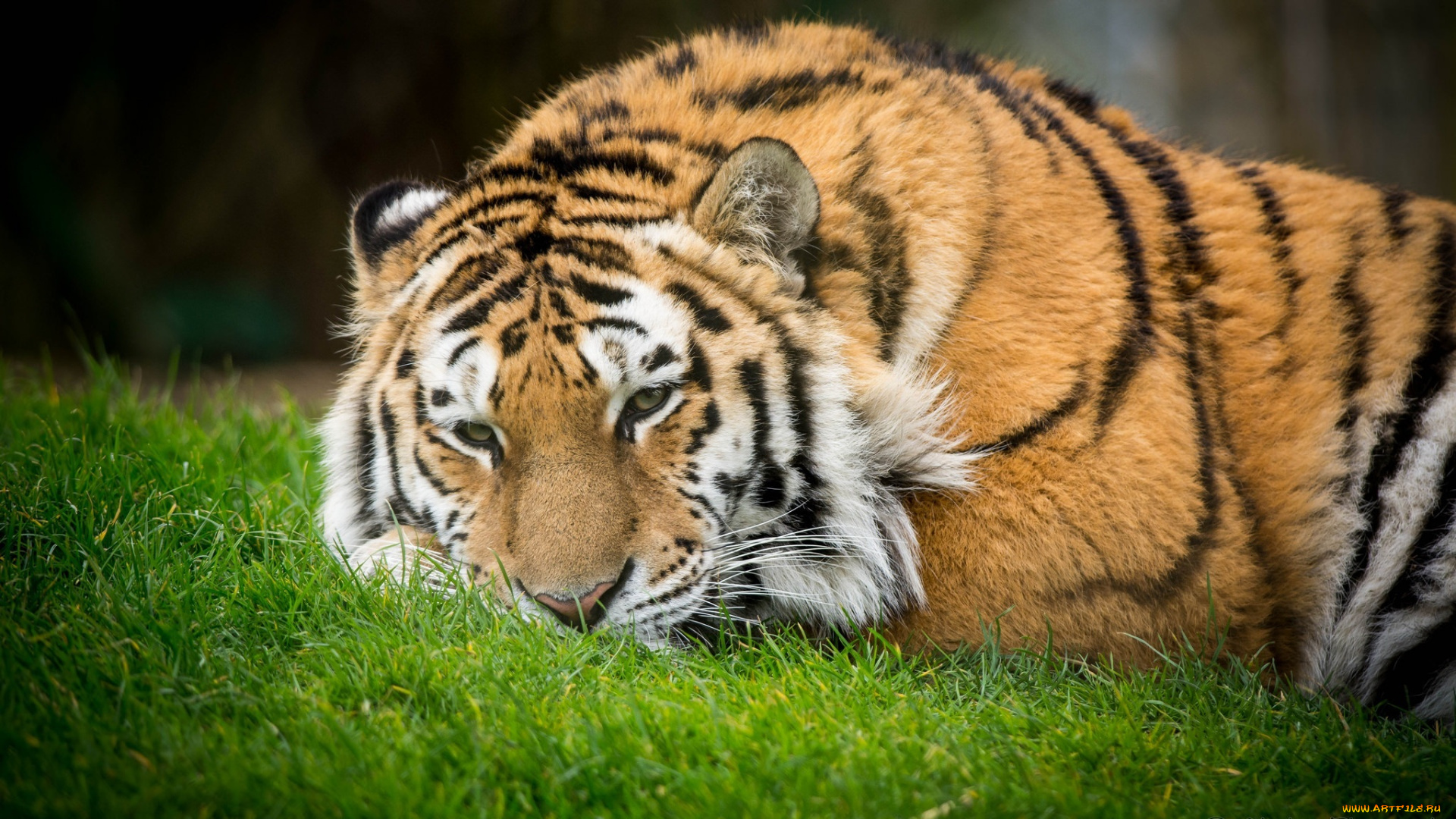 животные, тигры, трава, отдых, кошка, полоски, морда