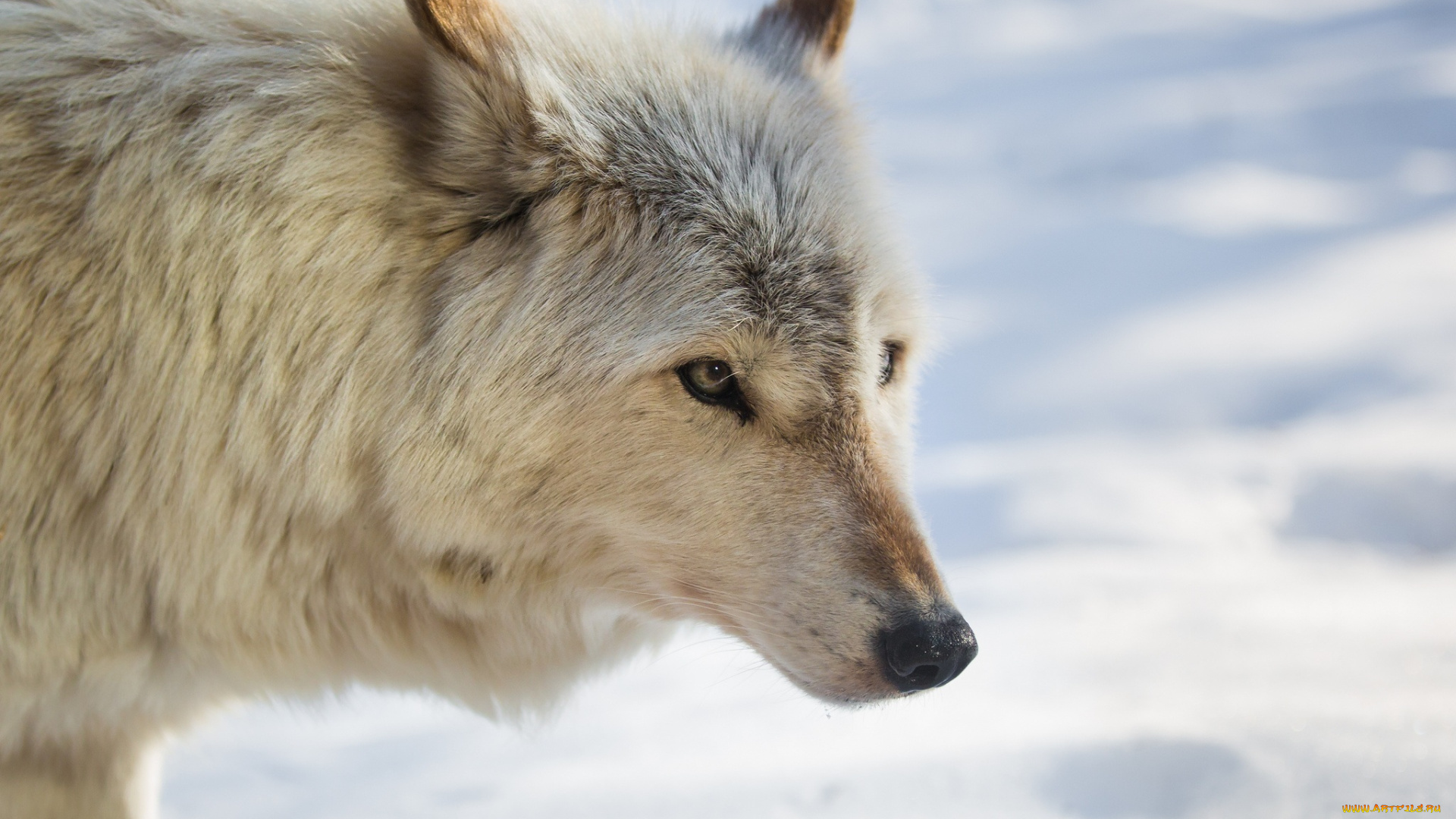 животные, волки, , койоты, , шакалы, зима, снег, мех, морда, профиль