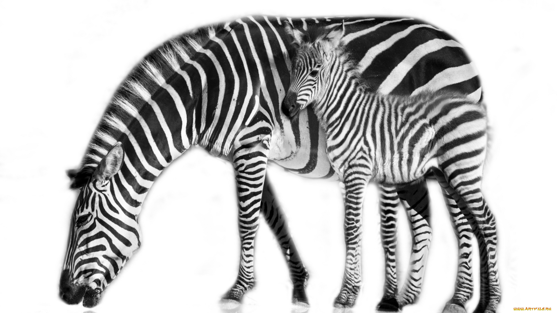 животные, зебры, зебра, детеныш, мама