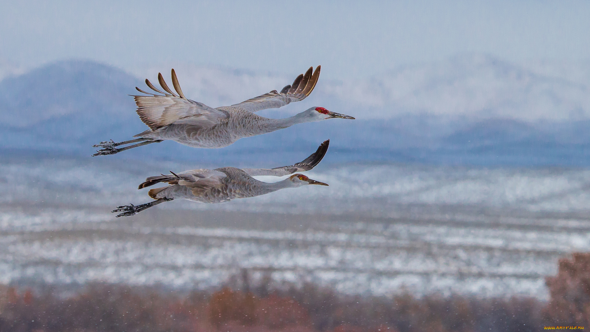 животные, журавли, полет