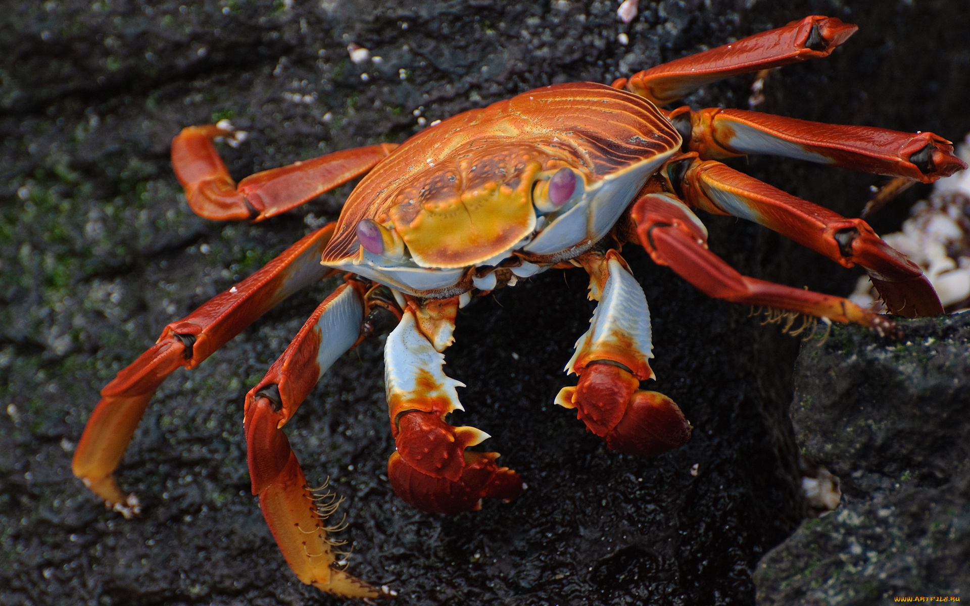 животные, крабы, , раки, клешни