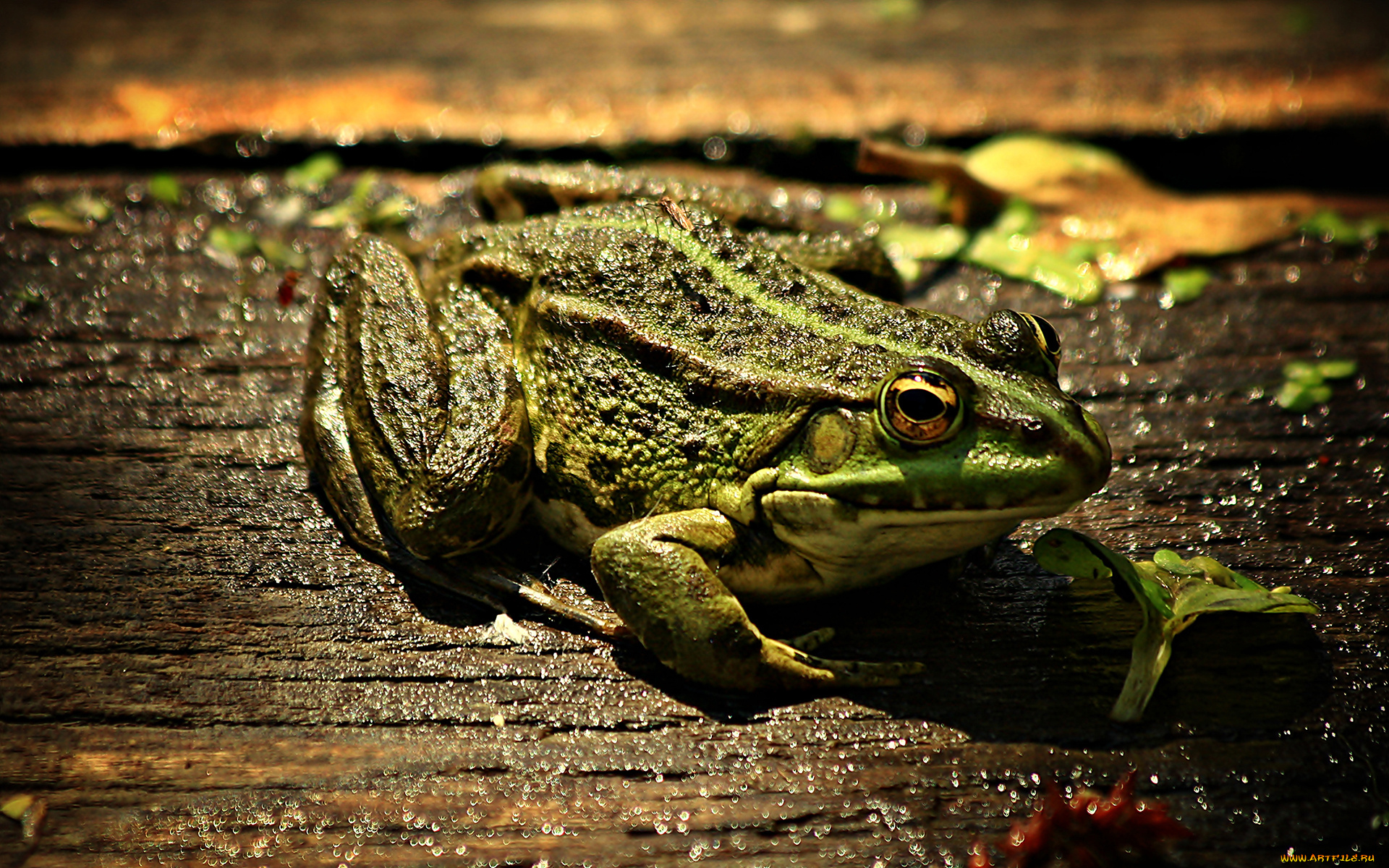 животные, лягушки, лист