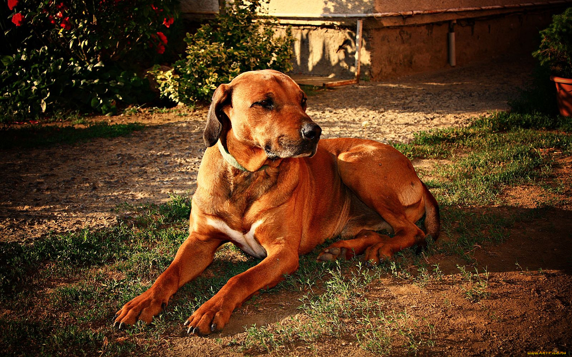 животные, собаки, трава