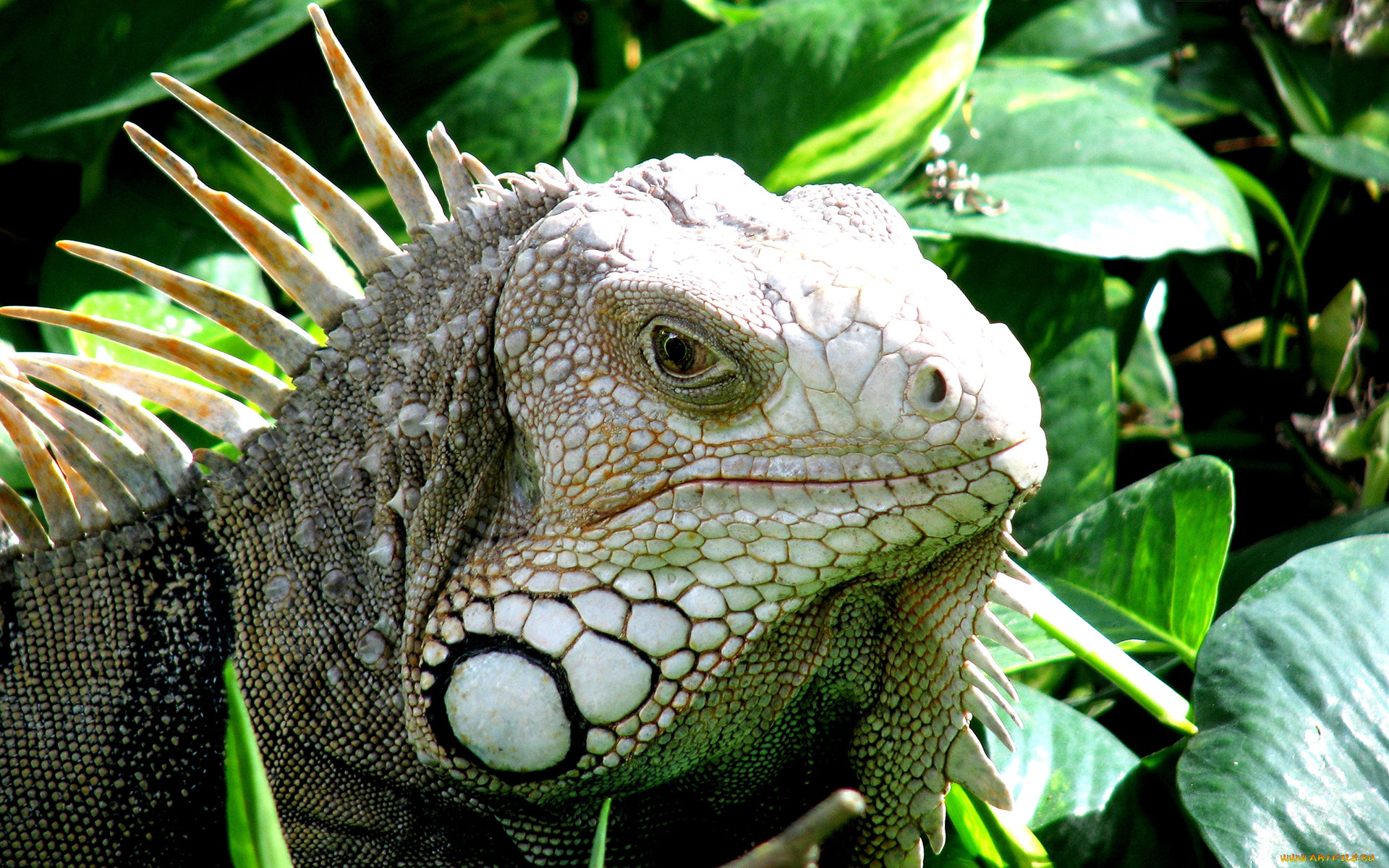 животные, Ящерицы, , игуаны, , вараны, чешуя