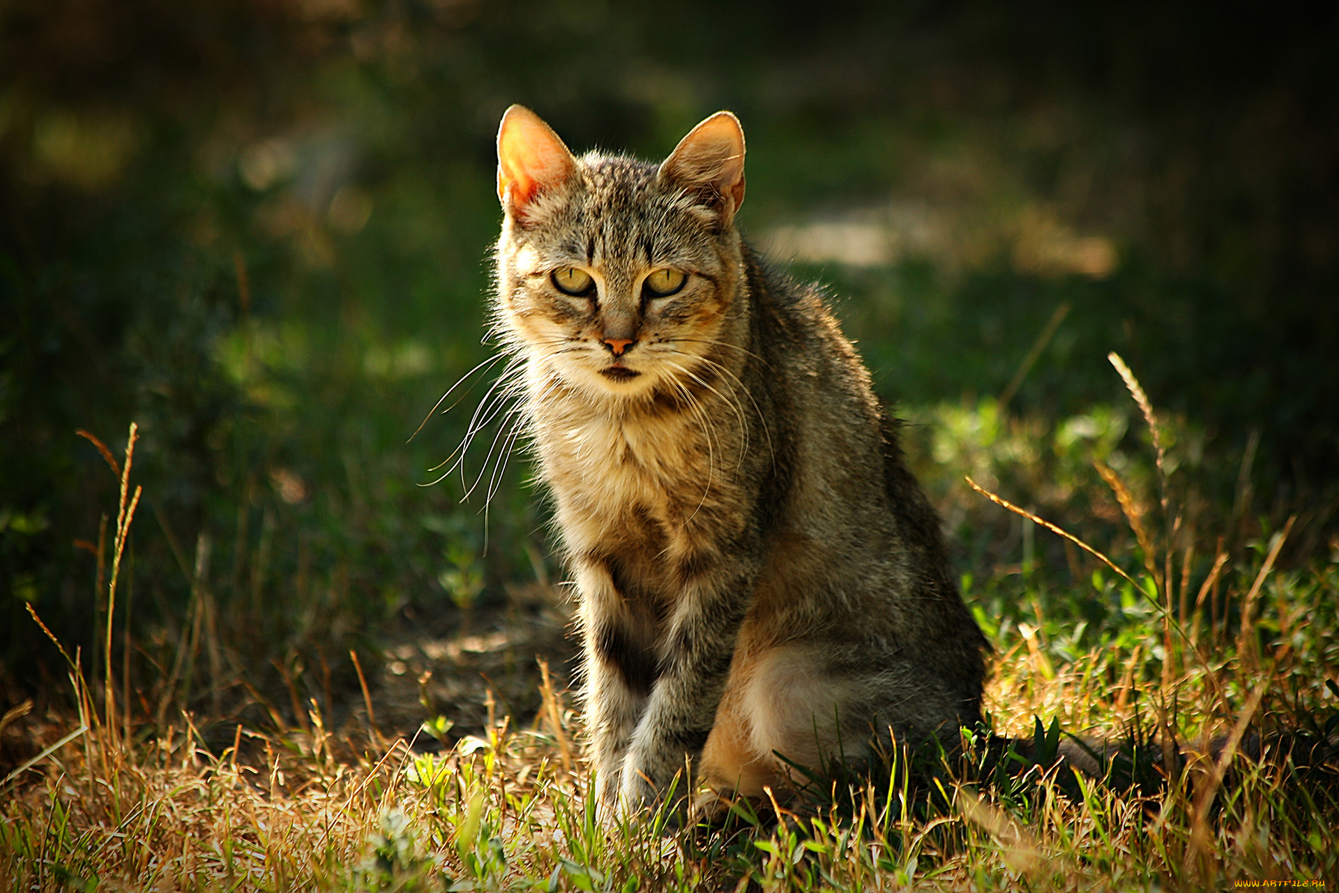 животные, коты, трава