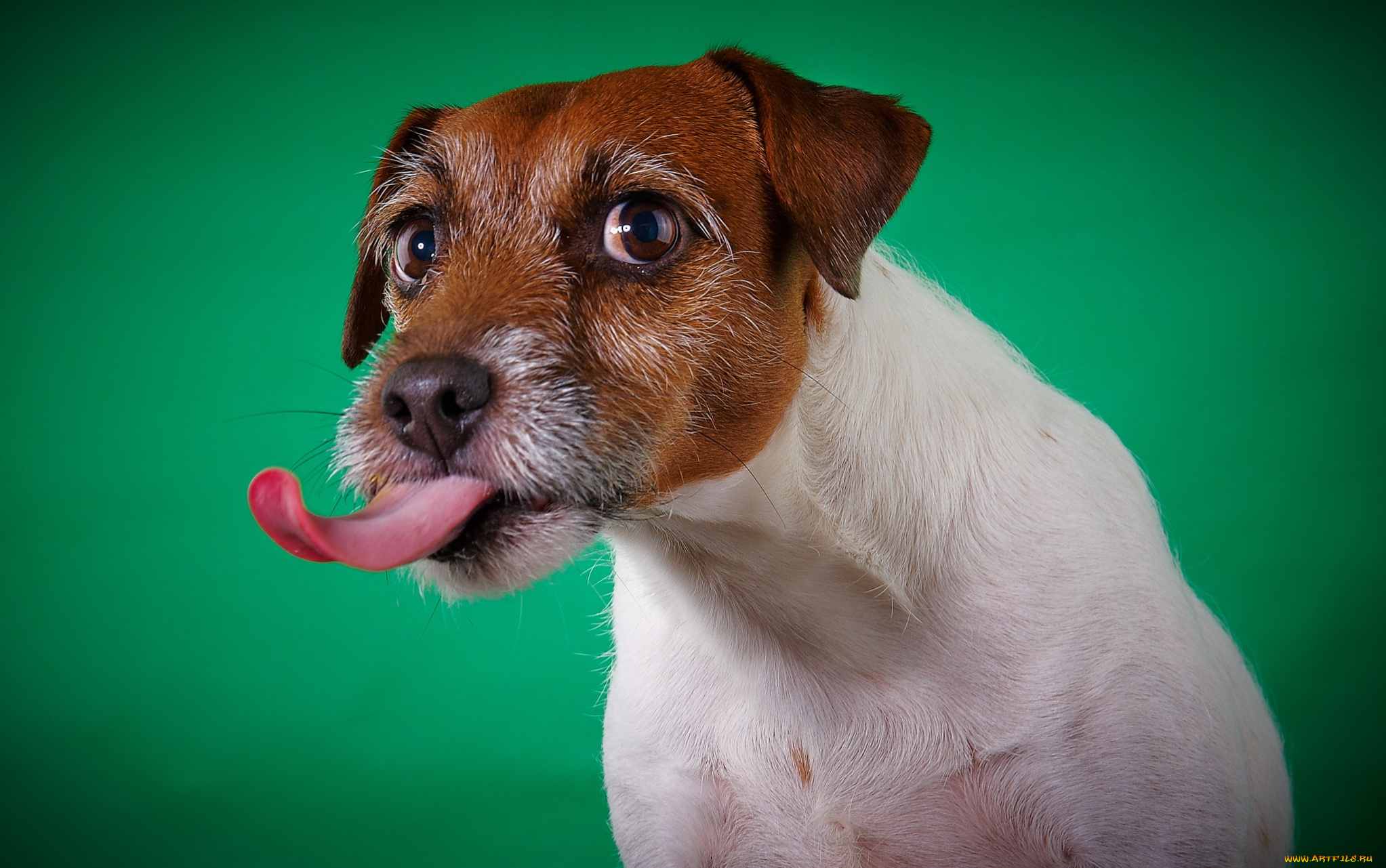 животные, собаки, язык, собака, фон