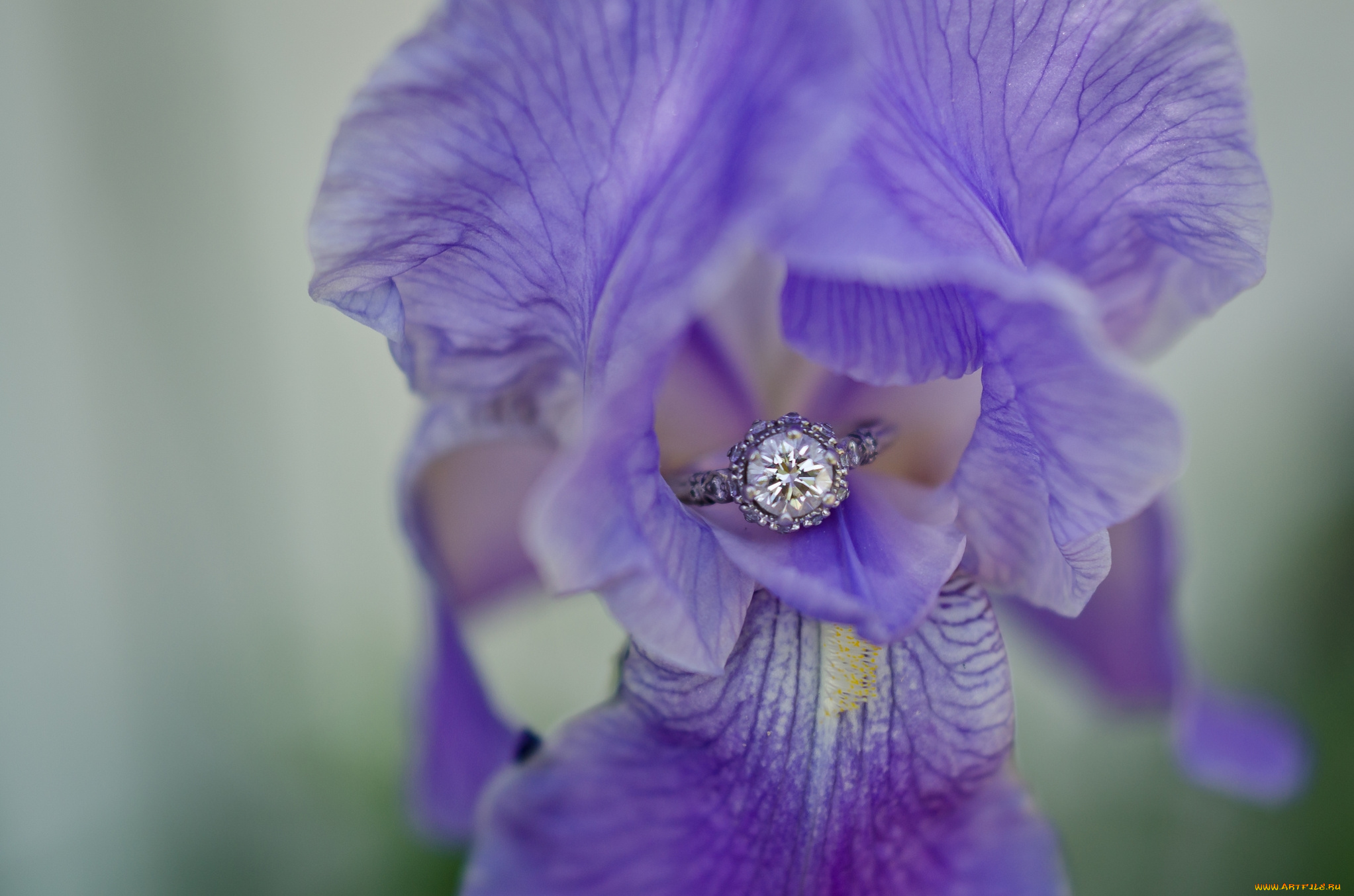 разное, украшения, , аксессуары, , веера, цветок, фон, кольцо, ирис
