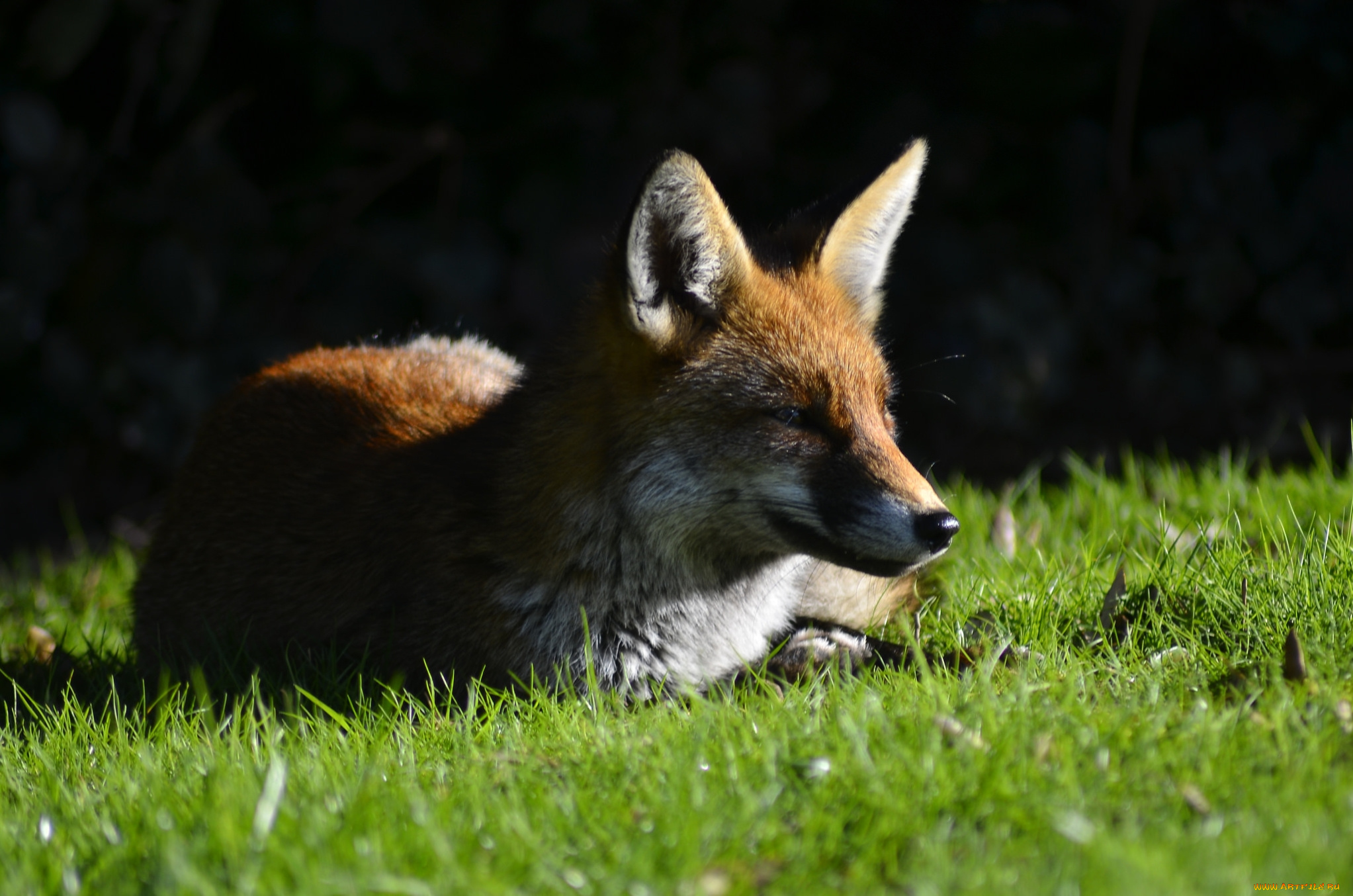 животные, лисы, взгляд, трава, лиса