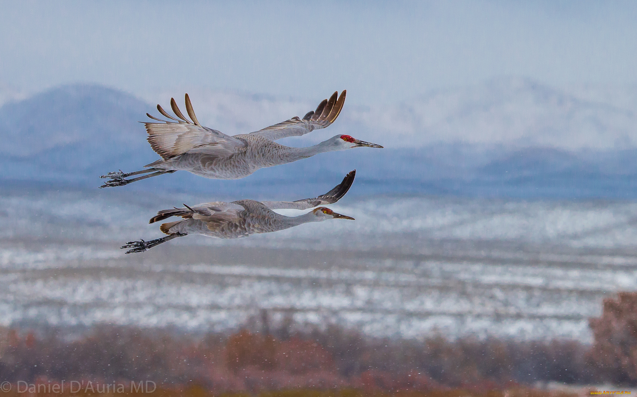 животные, журавли, полет