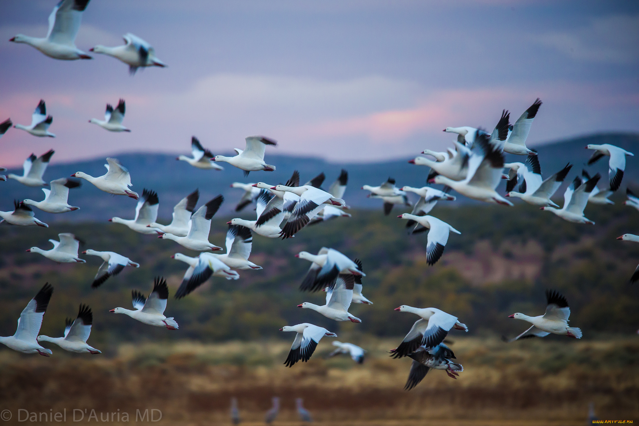 животные, гуси, стая