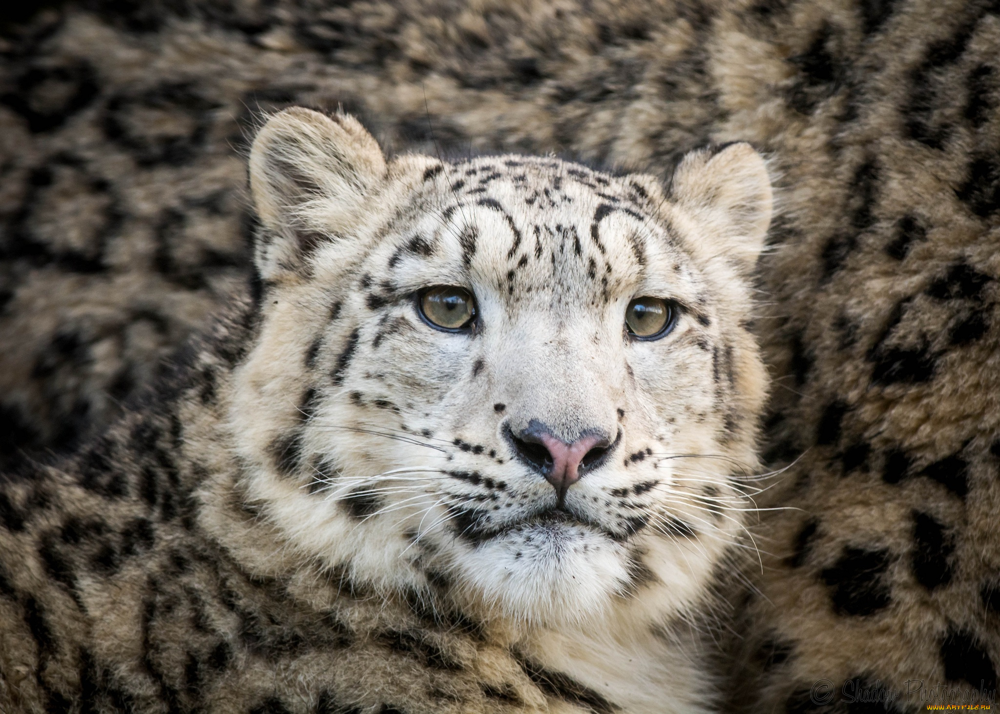 животные, снежный, барс, , ирбис, кошка, морда, подросток, мех