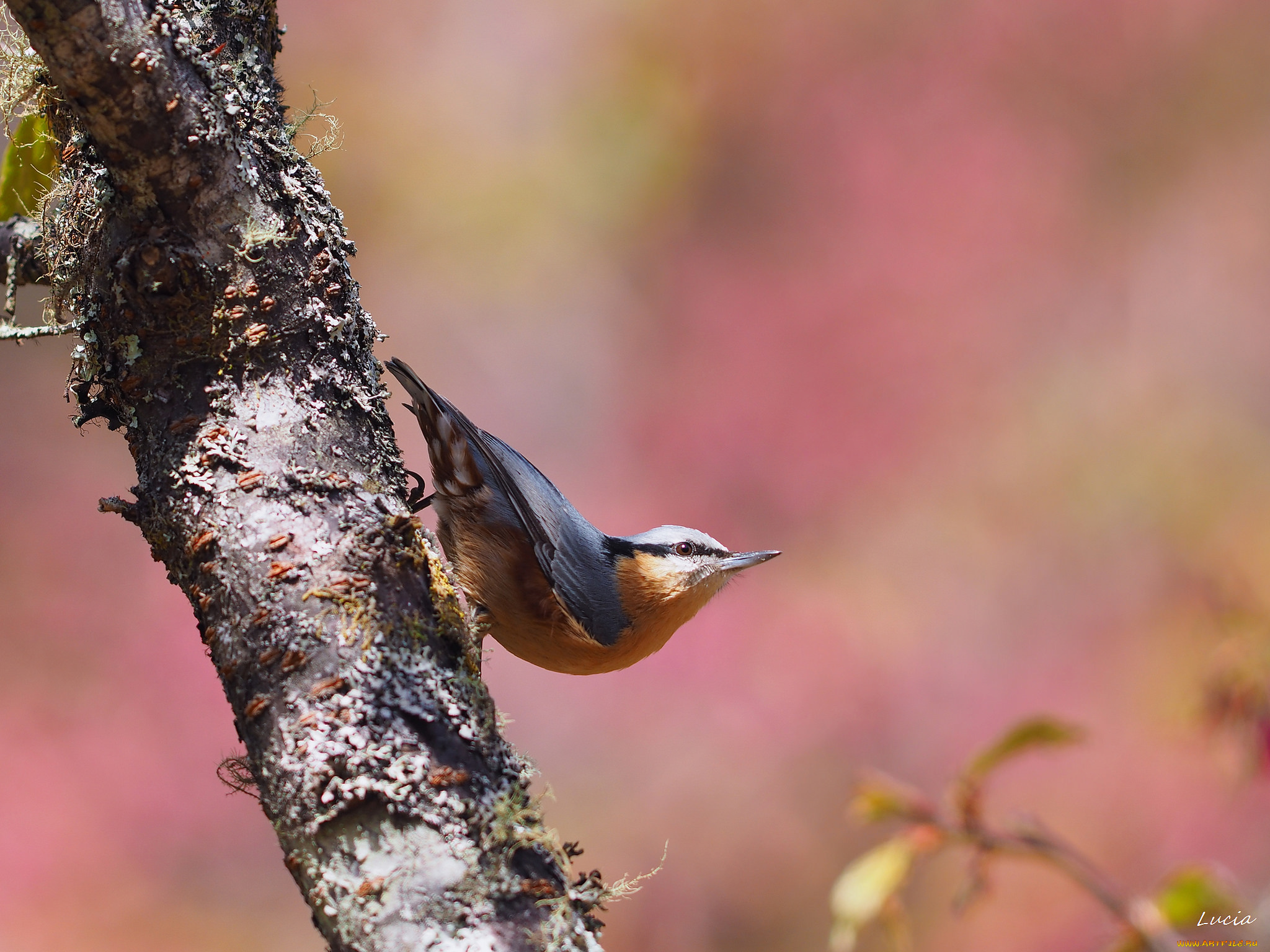 животные, поползни, птичка
