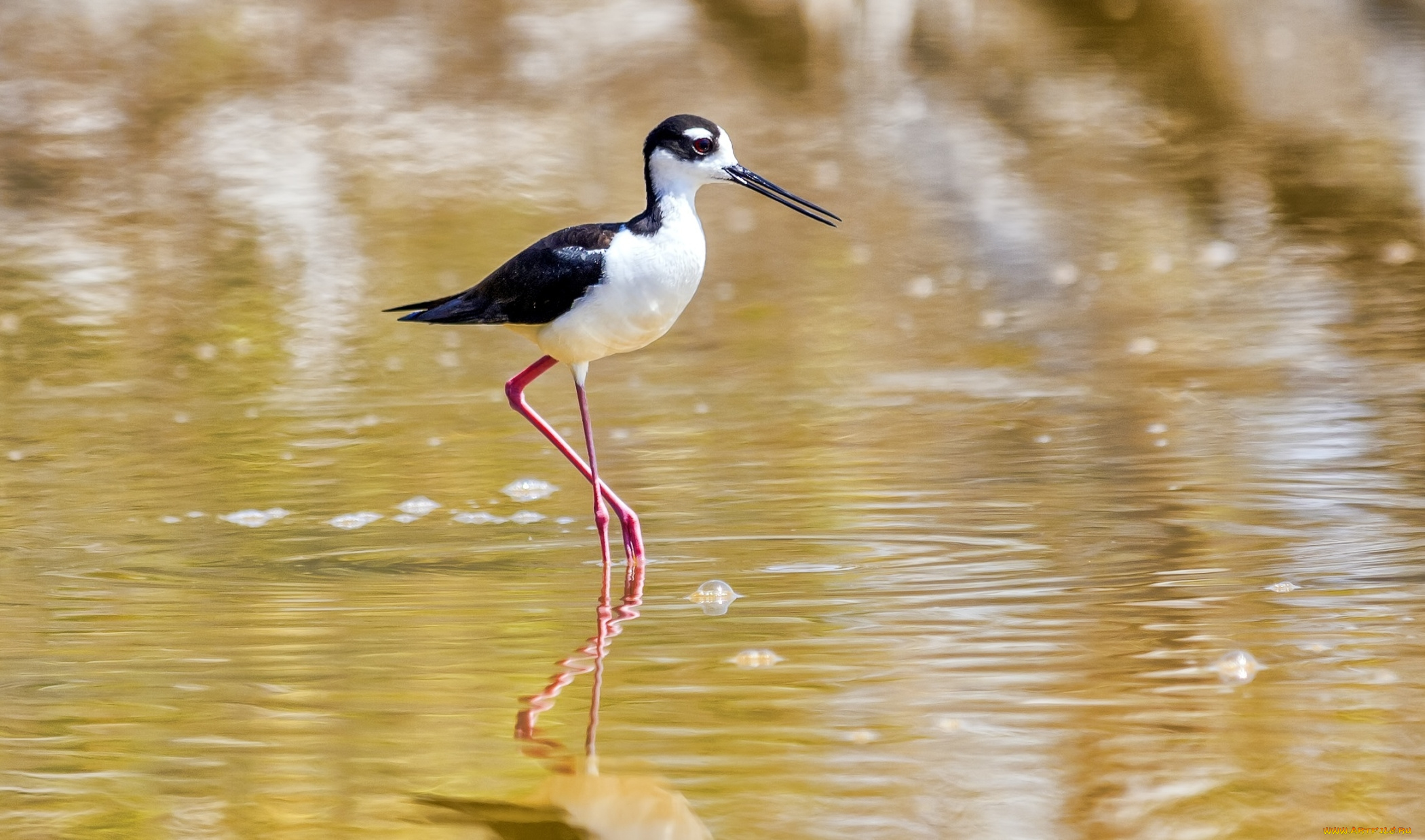 животные, птицы, пузыри, птица, вода