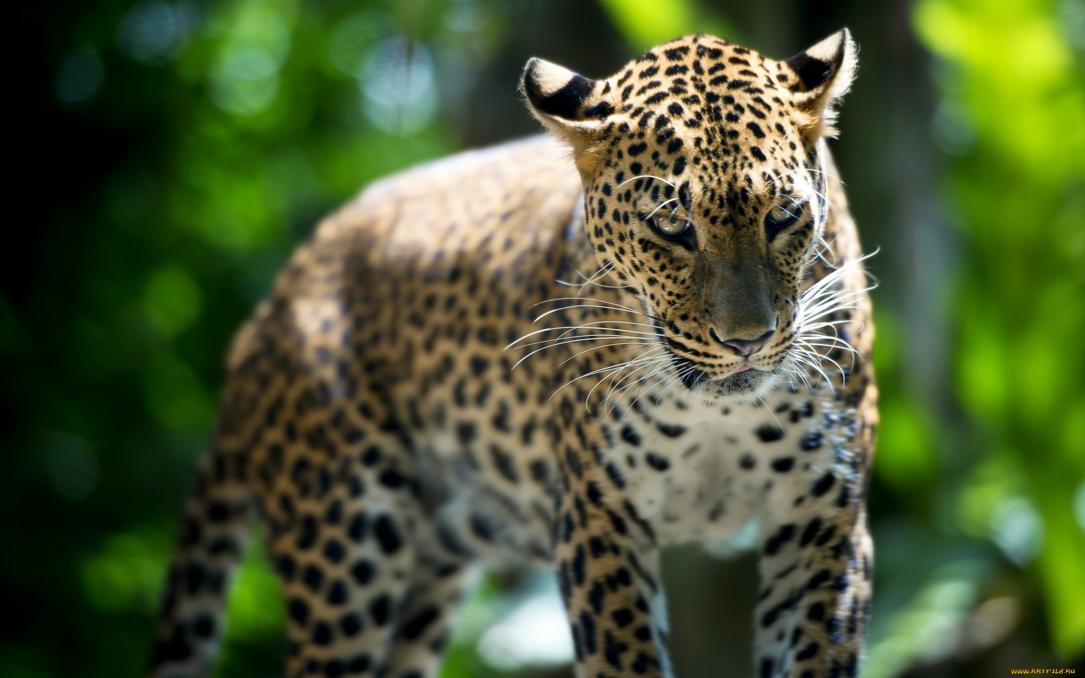 животные, леопарды, леопард, фон, взглЯд
