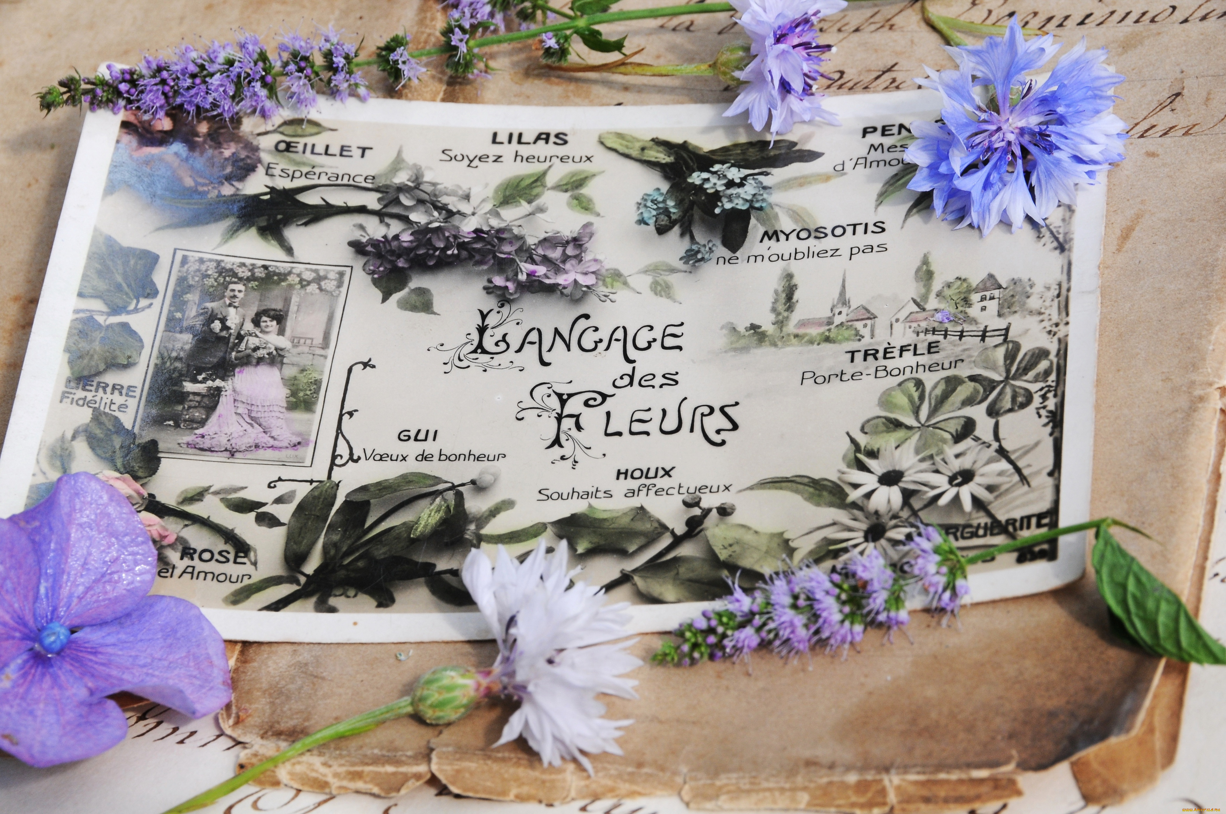 разное, ретро, , винтаж, винтаж, стиль, открытка, письма, старые, чернила, цветы, весенние, гортензия