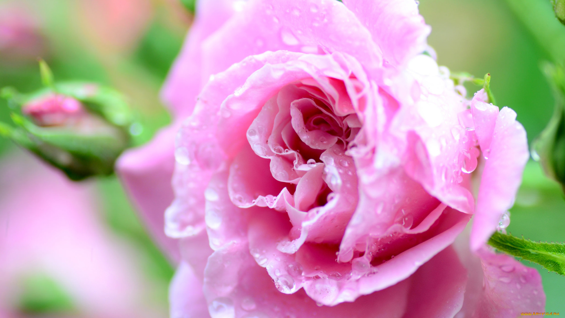 цветы, розы, макро, ярко, цвет, цветок