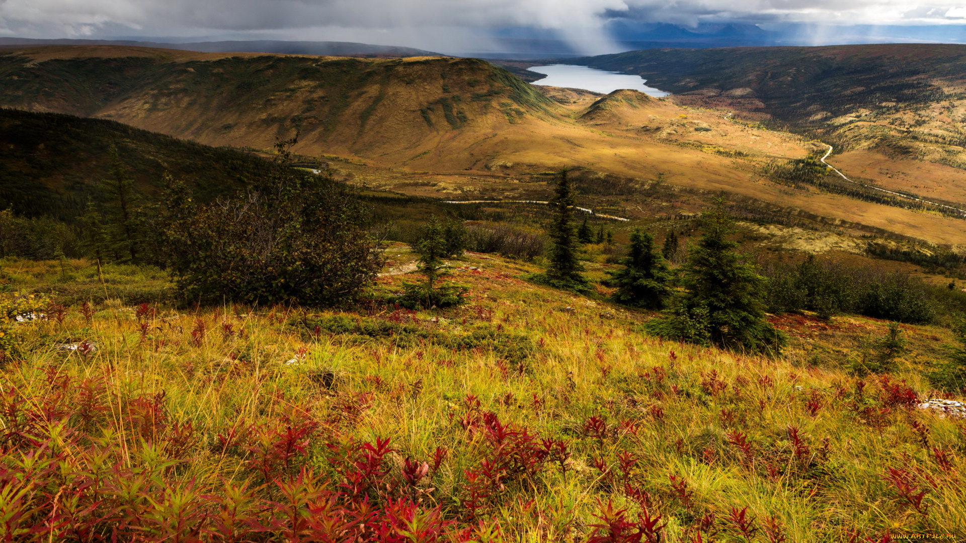 denali, national, park, аляска, сша, природа, пейзажи, трава, denali, сша, парк, ели, пейзаж, park, аляска