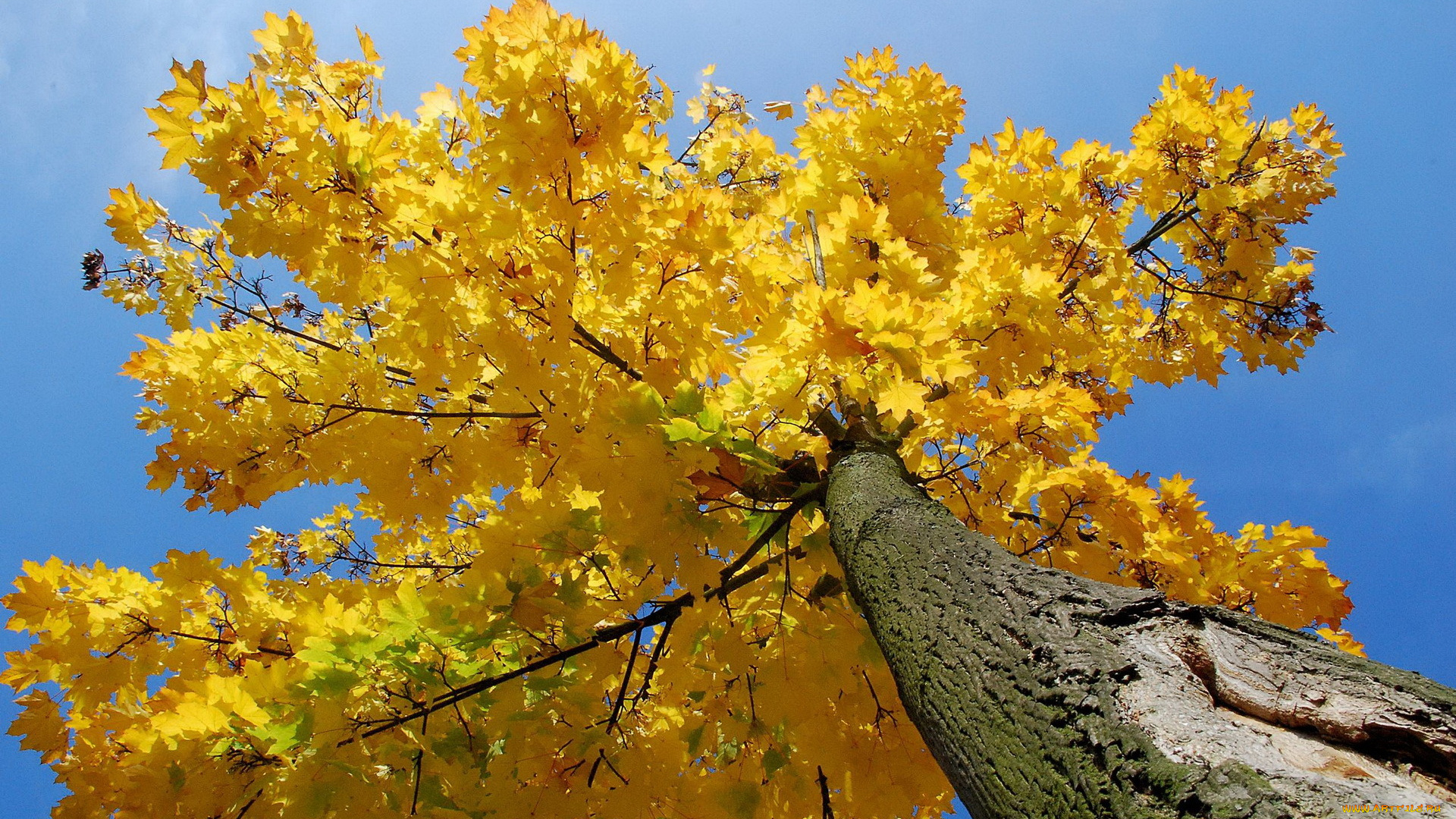 природа, деревья, листья, осень