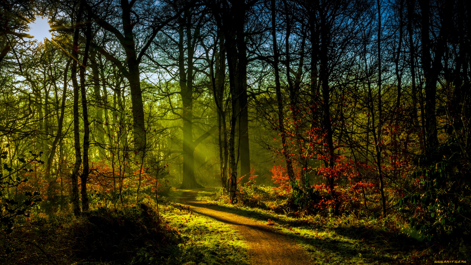 природа, лес, листва, краски, осень