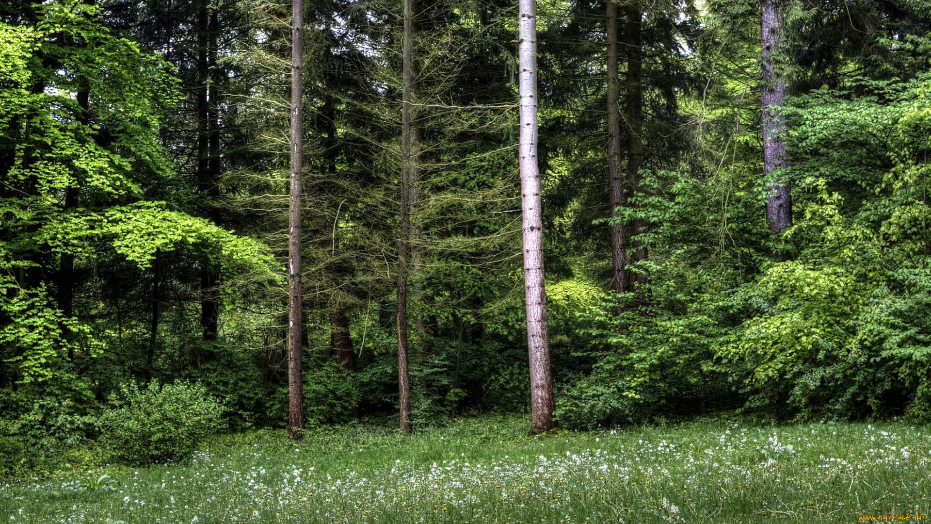 природа, лес, опушка, ельник