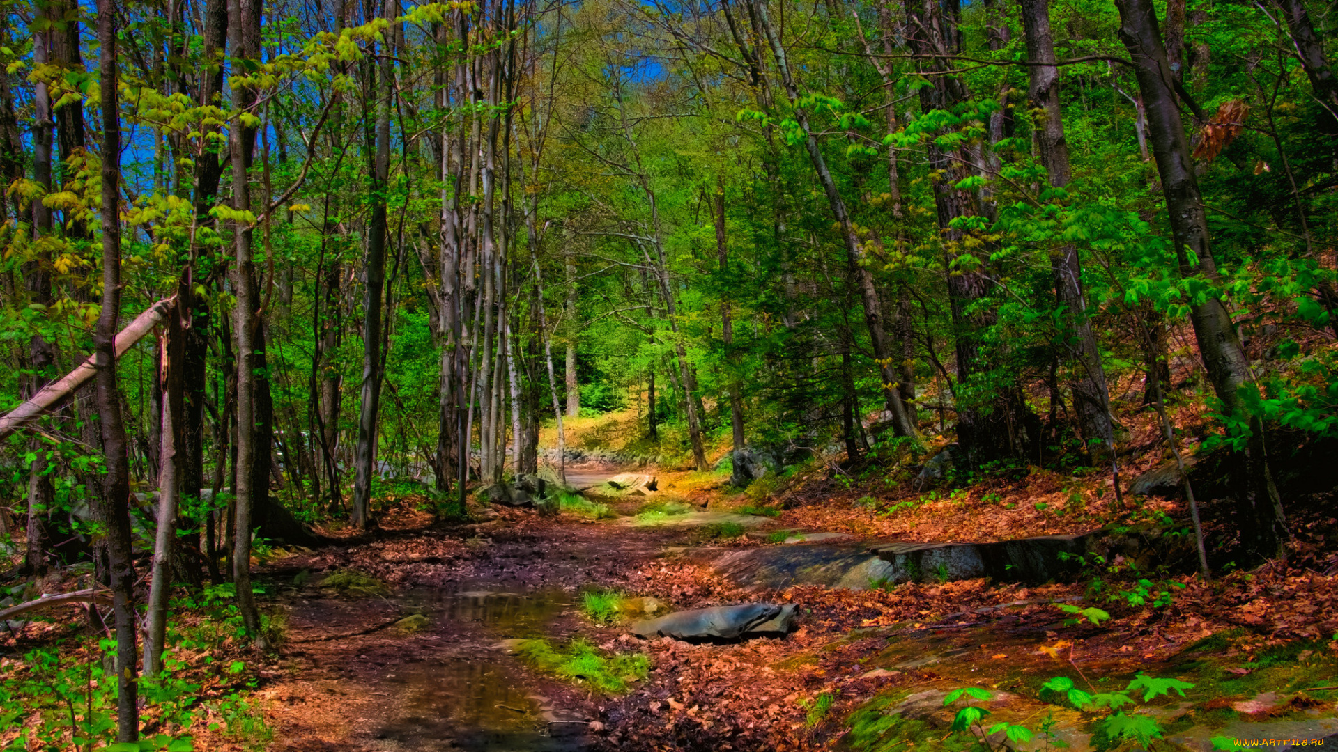 природа, лес, осень, листва, краски