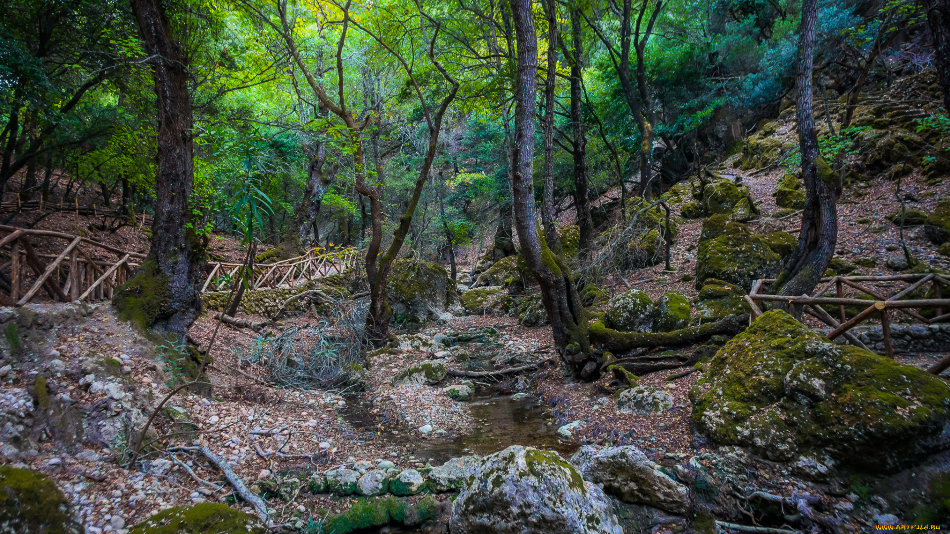 природа, лес, ручей