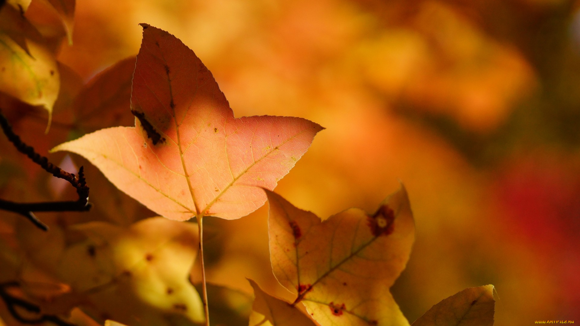 природа, листья, лист, дерево, желтые, осень