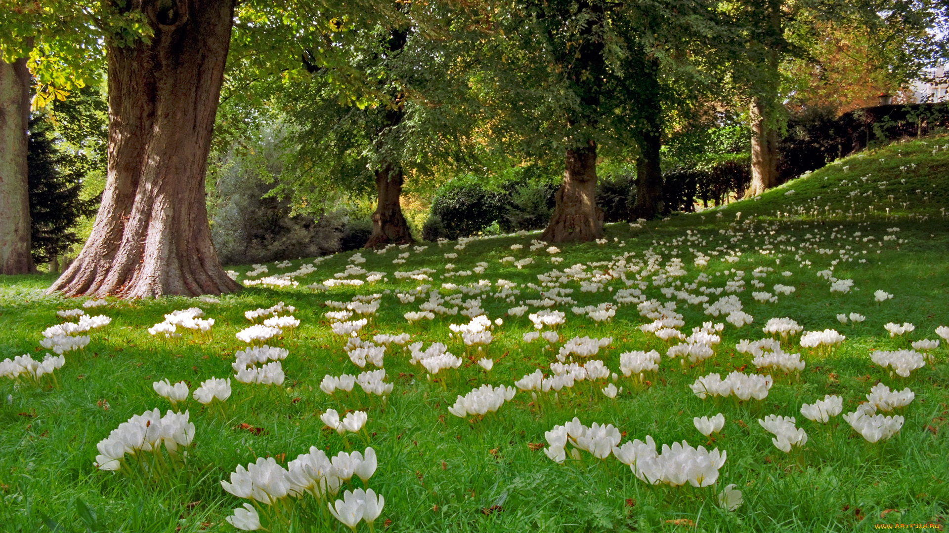 природа, луга, лес, цветы, поляна