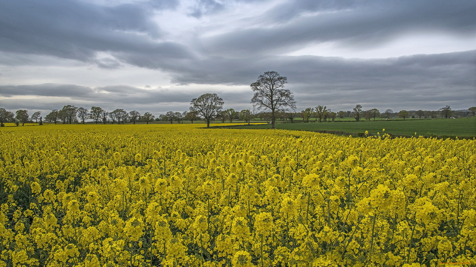природа, луга, поле, поляна, деревья, трава, рапс, небо, тучи