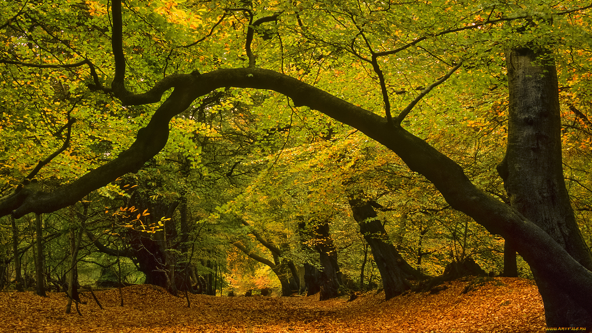 природа, парк, краски, листва, осень