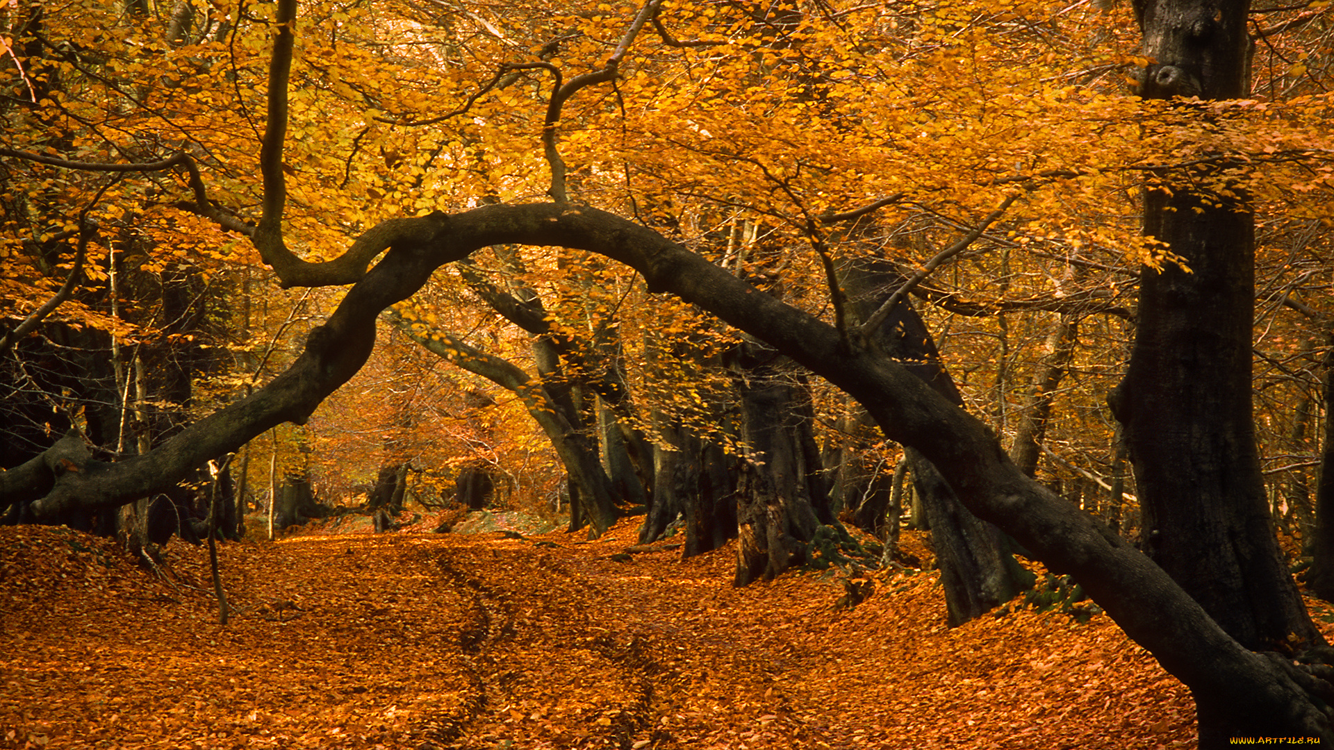 природа, парк, краски, листва, осень