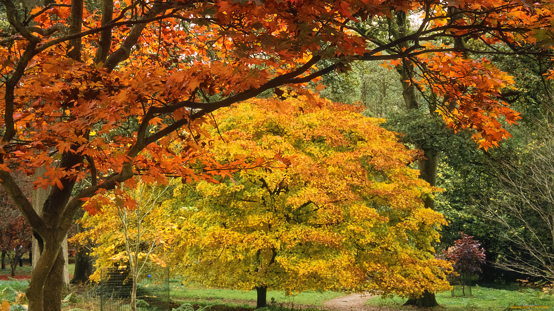 природа, парк, краски, осень, листва