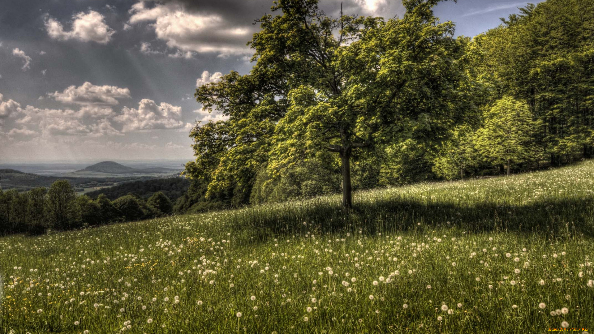 природа, пейзажи, дерево, луг, лес