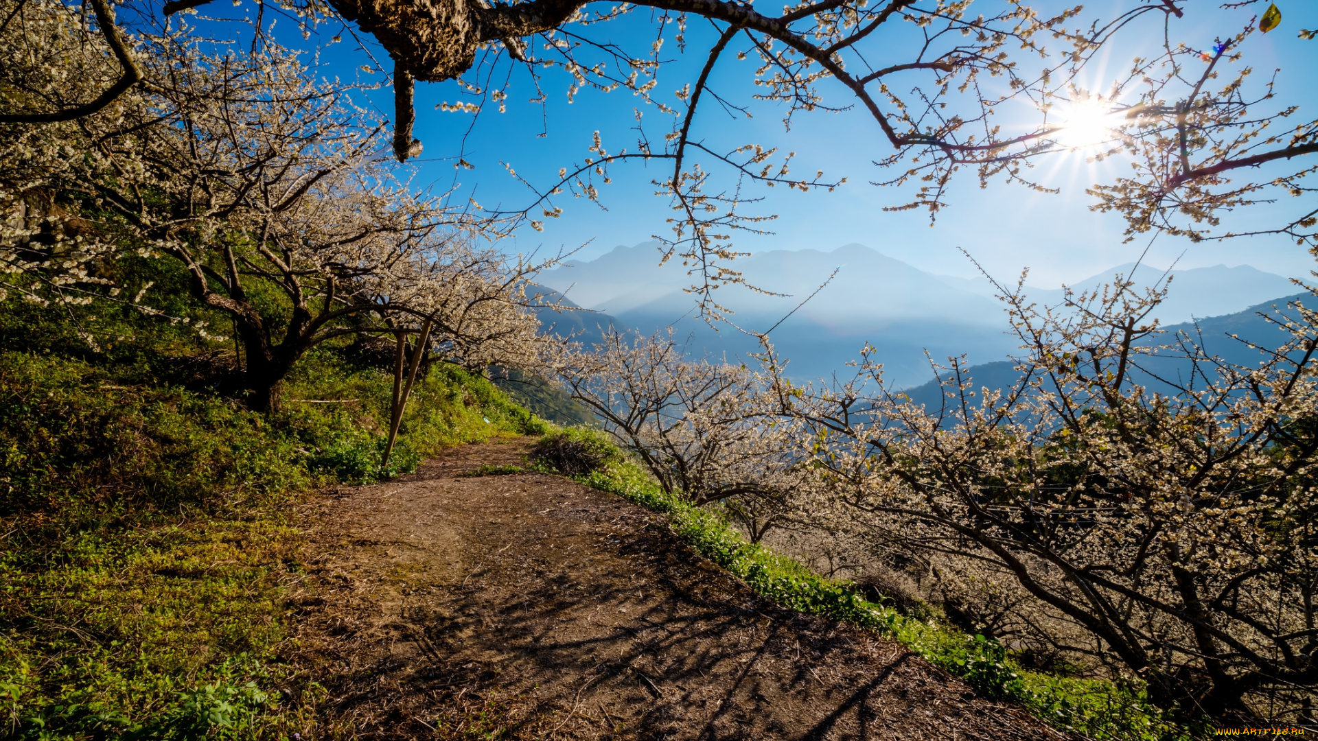 природа, пейзажи, свет, деревья, горы