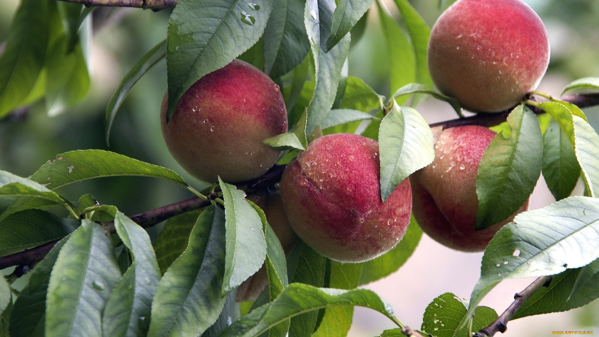 природа, плоды, ветки, листья, персик