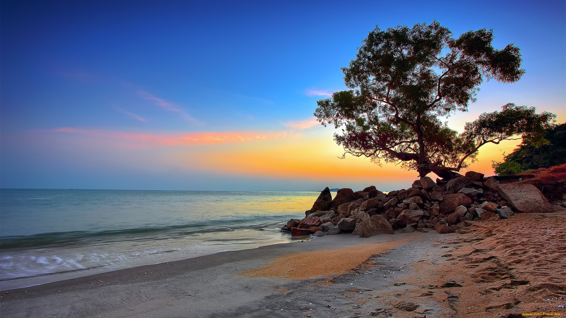 природа, побережье, дерево, пляж, океан