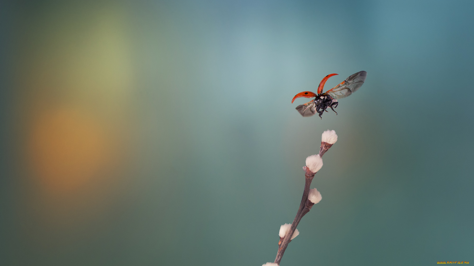 животные, божьи, коровки, верба, ветка, божья, коровка