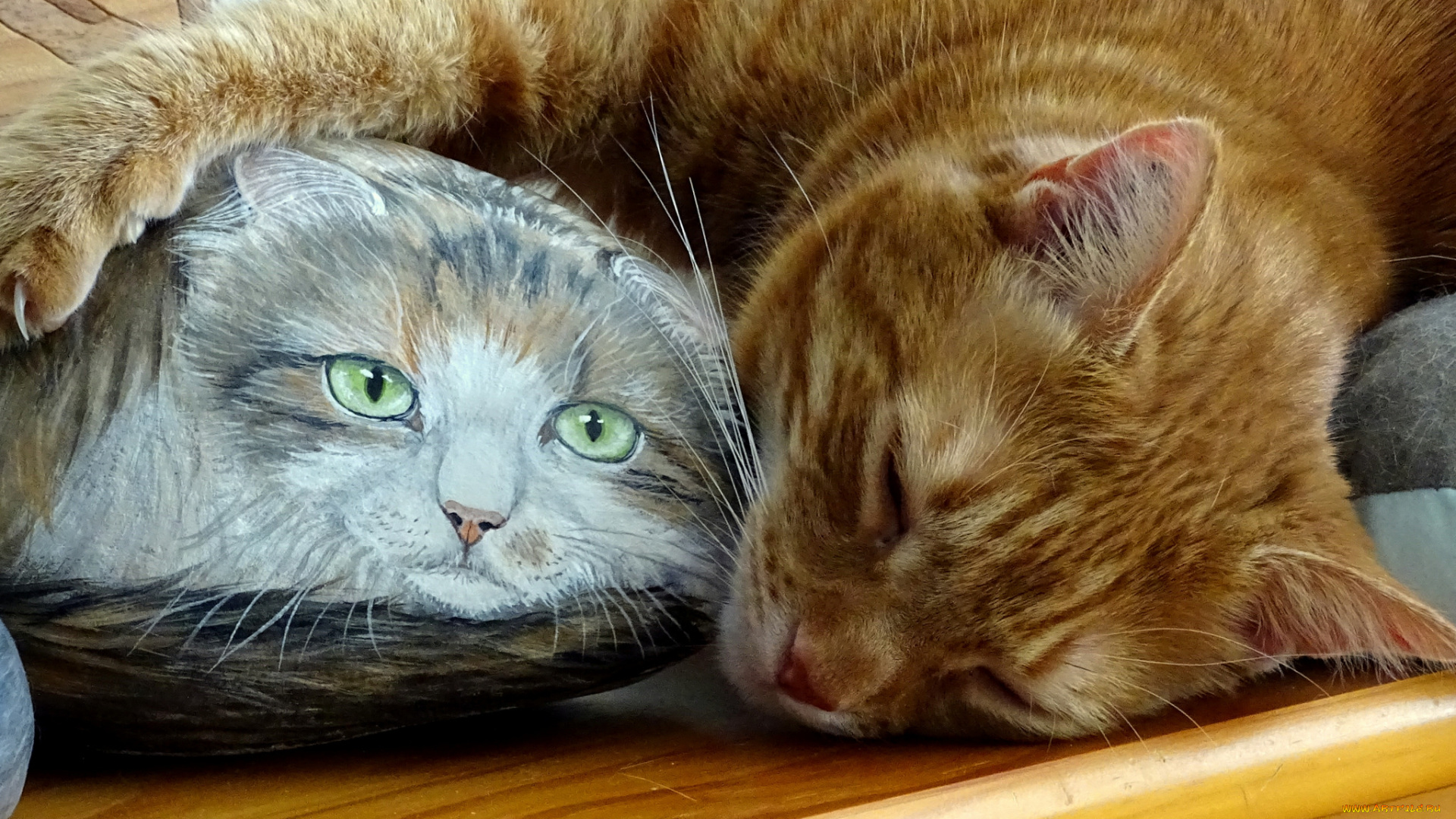 животные, коты, камень, спит, коте, рыжий, киса, лапа, кот, рисунок, ткань
