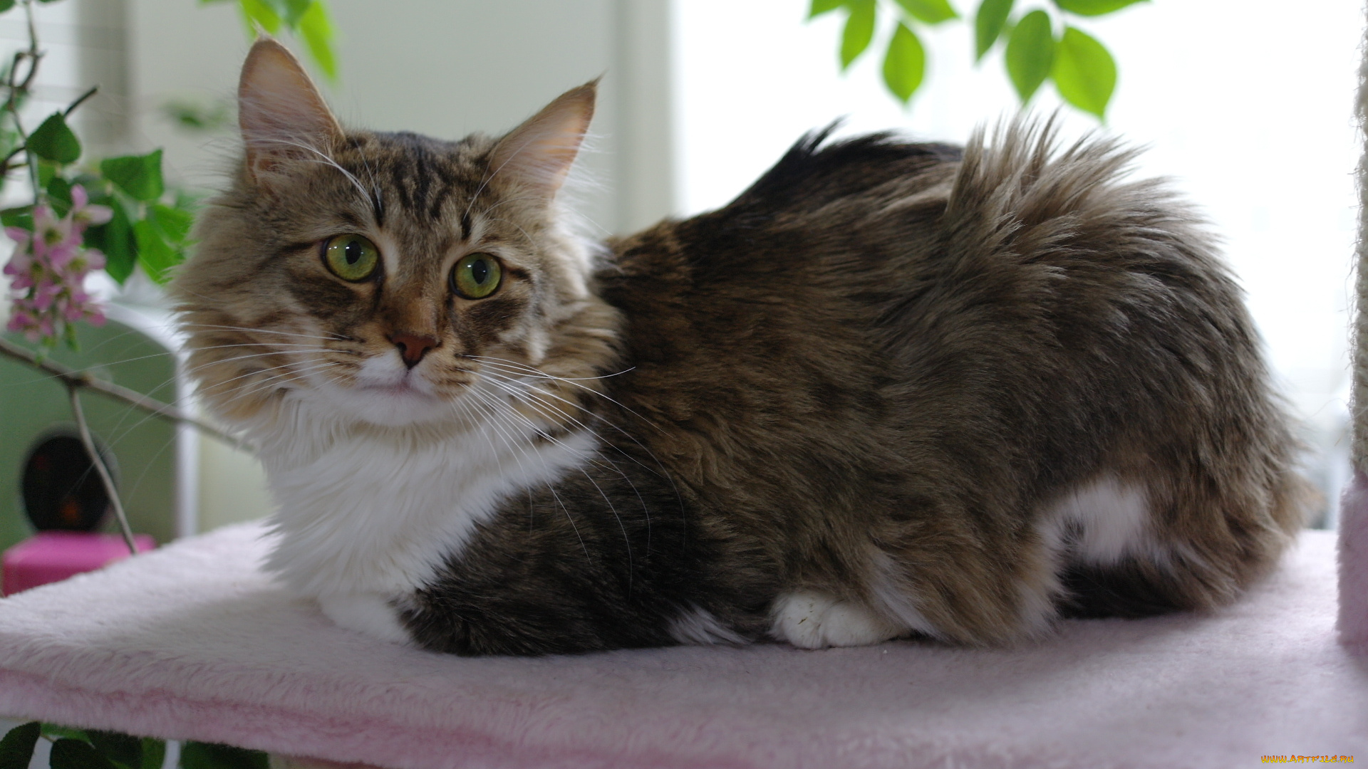 животные, коты, пушистик, кот, взгляд