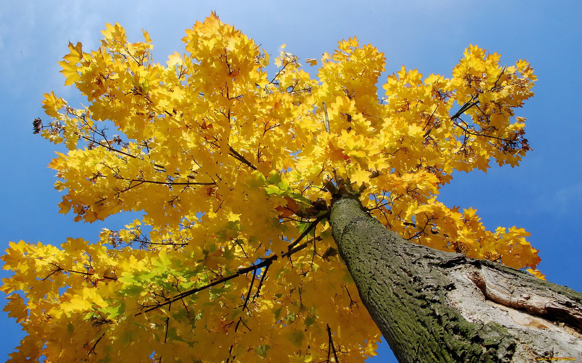 природа, деревья, листья, осень