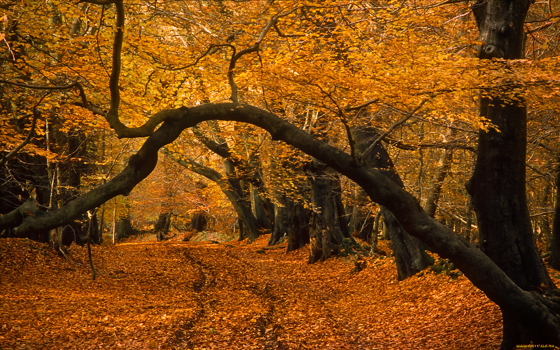 природа, парк, краски, листва, осень