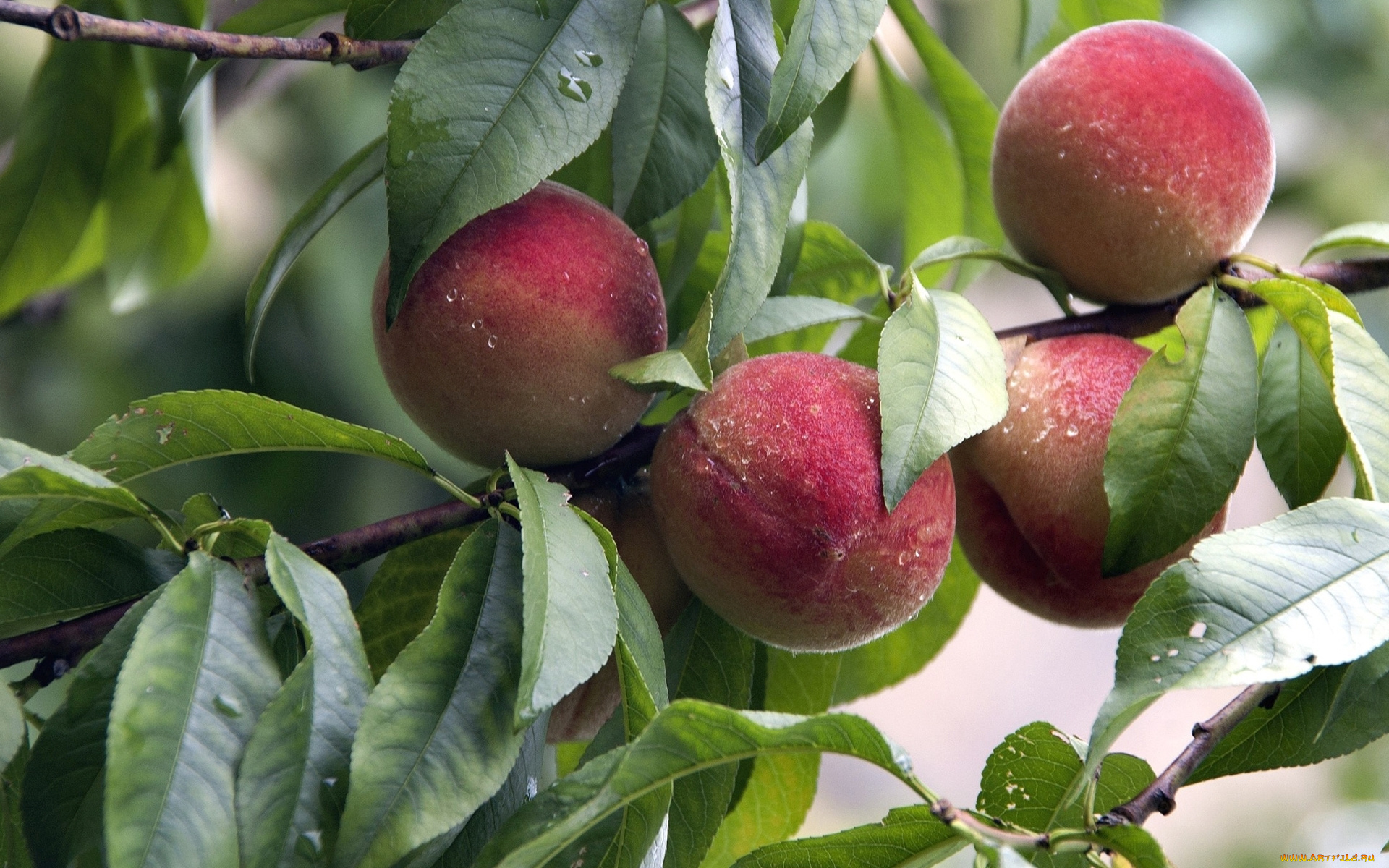 природа, плоды, ветки, листья, персик