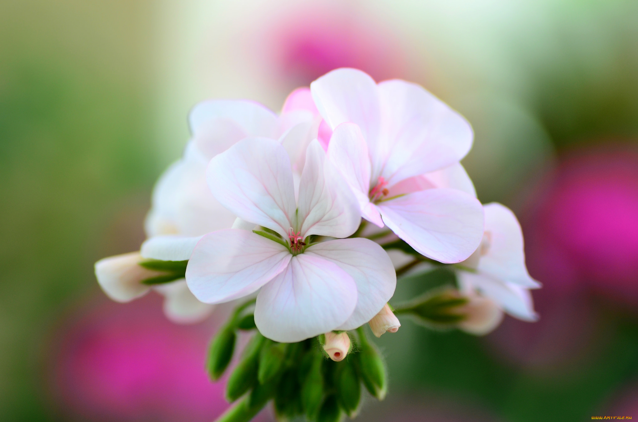 цветы, герань, белая, макро