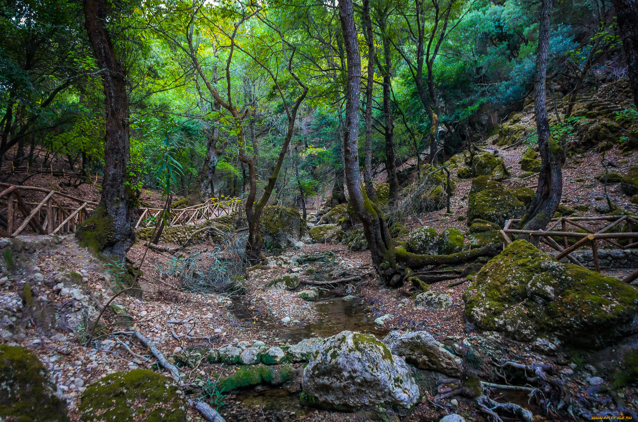 природа, лес, ручей