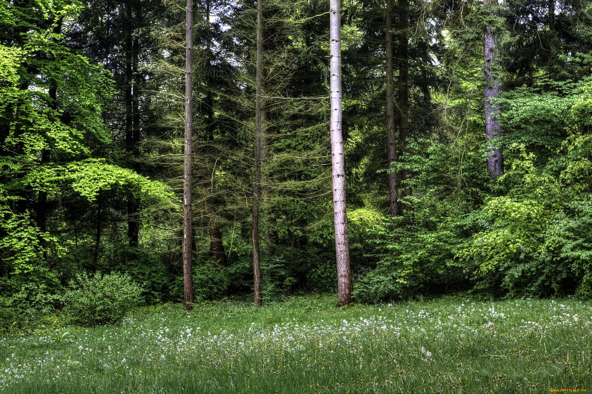 природа, лес, опушка, ельник