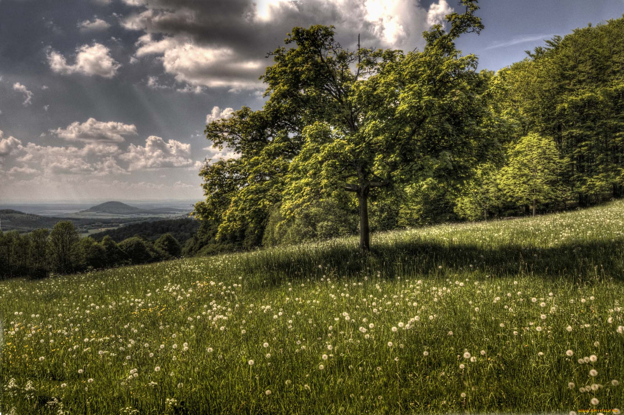 природа, пейзажи, дерево, луг, лес